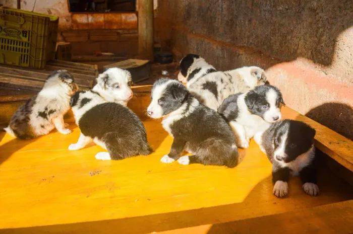 Filhotes de border collie