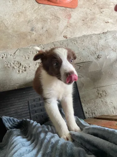 Filhote de Border Collie com Pedigree