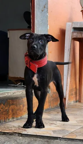 Apbt tradicional