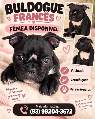 BULDOGUE FRANCÊS