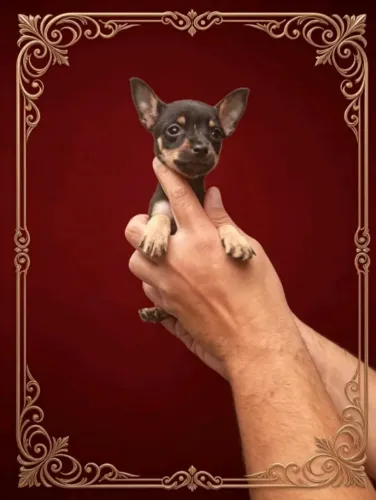 Pet para Lar Amoroso