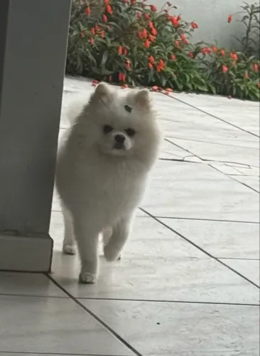 Spitz Alemão (Lulu da Pomerânia) MACHO