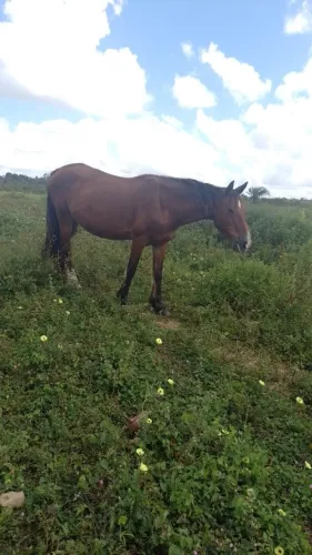 Cavalo