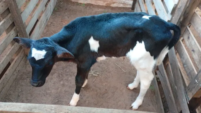 Bezerra Holandesa de inseminação está na mamadeira