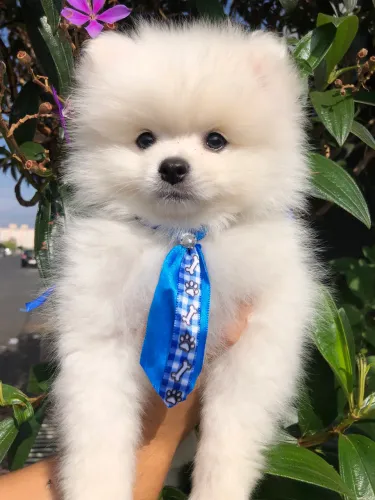 Spitz alemao branco ursinho