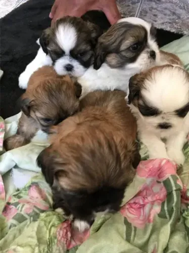 Doação Cachorro Shih Tzu