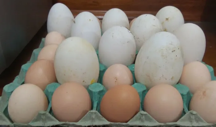 Ovos