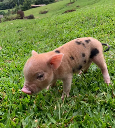 Filhotes De Miniatura Porco Doméstico Pig Exótico