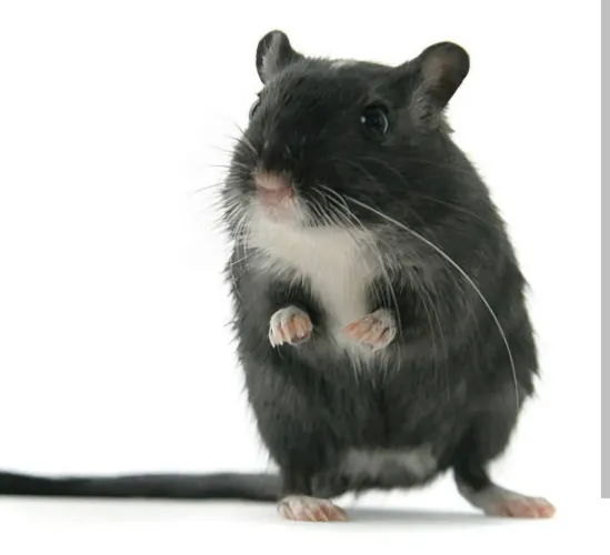 Filhotes de gerbil / esquilo da mongólia
