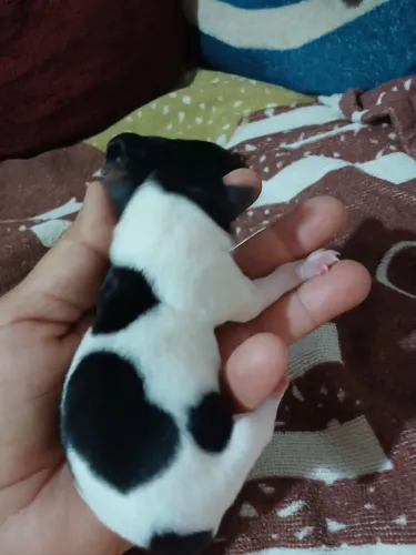 Vendo pincher macho