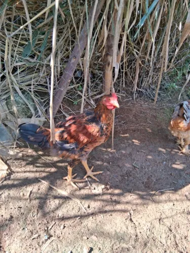 Frangos caipira 