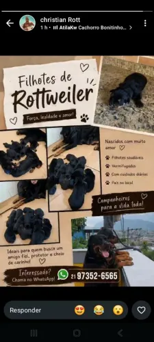 Filhote de rottweiler 