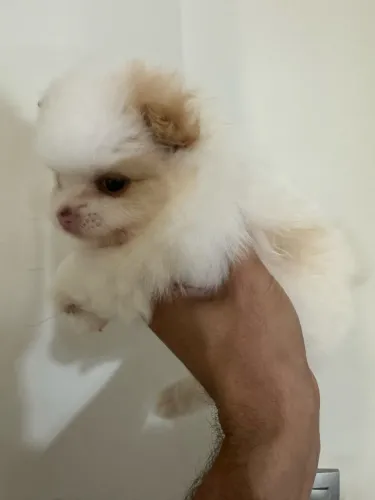 Filhote de Lulu da pomerania 