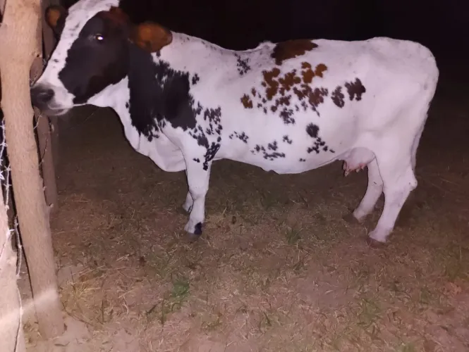 Mini vaca holandêsa