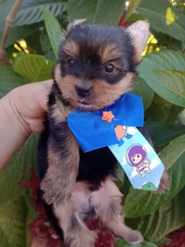 Yorkshire macho, com pedigree, em 10x, entregamos.