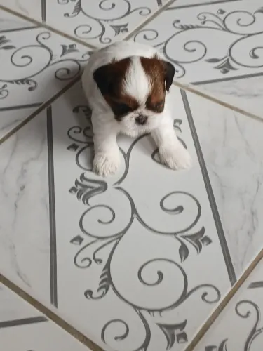 Filhote de shih tzu (raça pura)