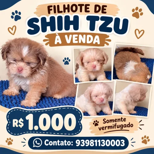 Shitzu filhote macho Pronta entrega 