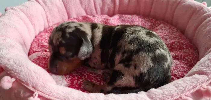 Dachshund fêmea e macho