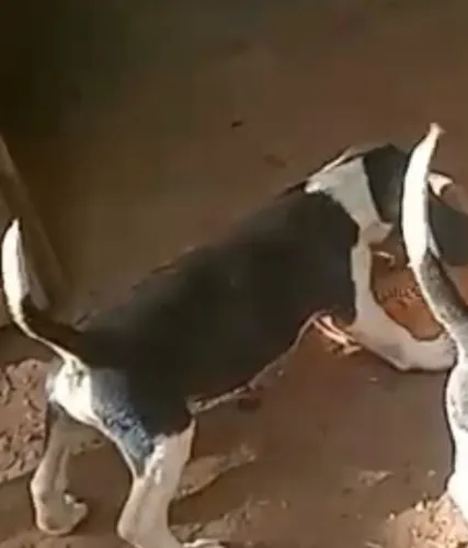 Beagle macho vacinado 