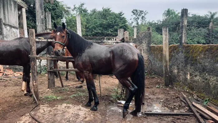 Vendo cavalo Quarto de milha com manga larga