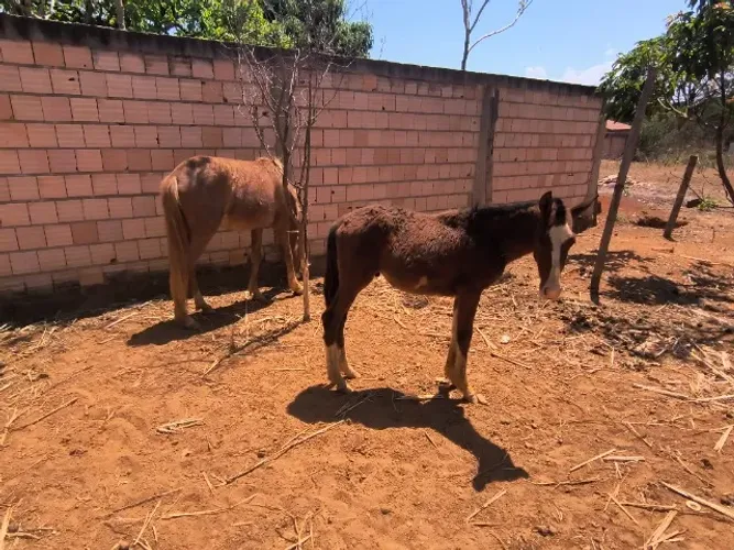 Cavalos Mangalarga marchar picada 