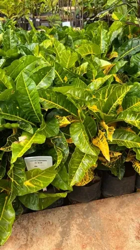Muda de Croton Brasileirinho