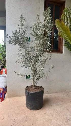 OLIVEIRA COM CAULE GROSSO