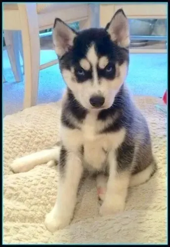 Filhote Husky Siberiano gosta de um tapete bem macio