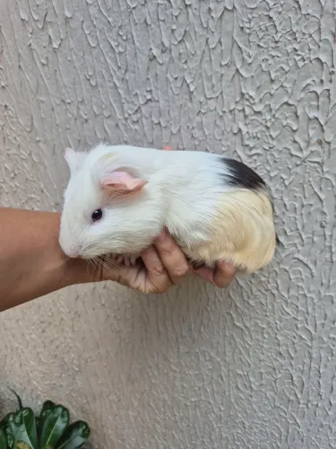 PORQUINHOS DA ÍNDIA