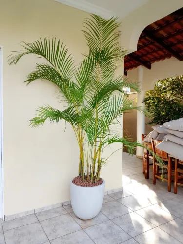 Vasos e plantas 