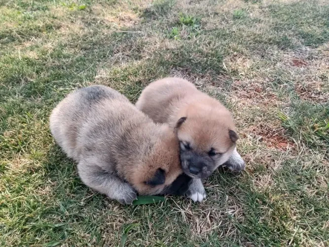 Filhotes Shiba Inu Macho e Fêmea- Pais com pedigree 