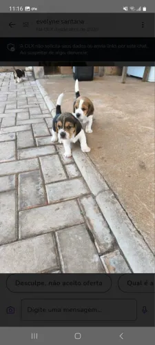 beagles a pronta entrega