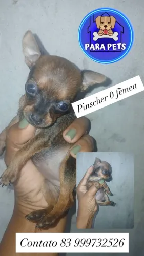 Fêmea pinscher zero legitima