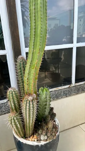 Cactos diversos