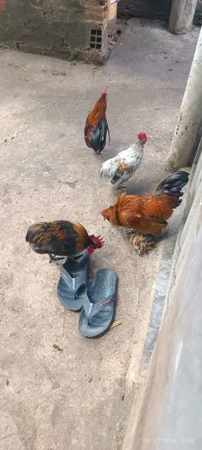 Garnisés e Bélgica e dois minis Garnisés suros 