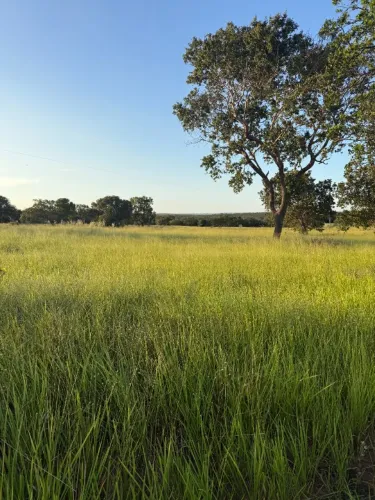 Fazenda 12km de Ponte Alta do Tocantins - 87 Alqueires (beira do asfalto)