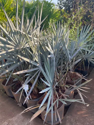 Palmeira Azul
