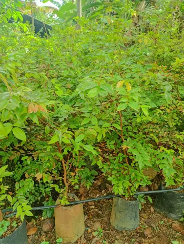 Mudas de jabuticabeira  apartir de 70 reais 