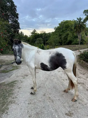 Égua Pampa