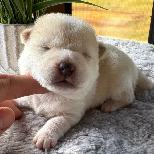 Shiba Inu | Pronta entrega 