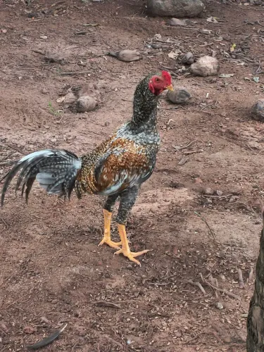 Galo carioca novo