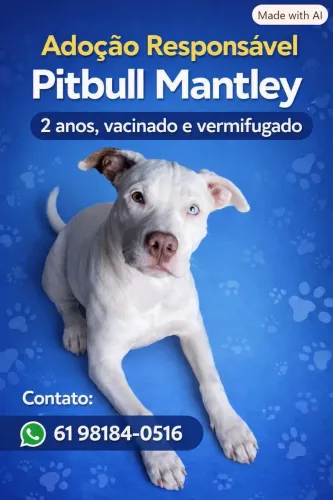 Cachorro