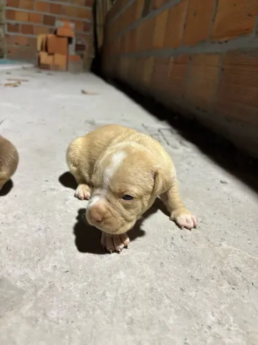 Filhotes de pitbull