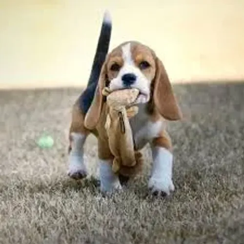 Beagle ama aventuras.