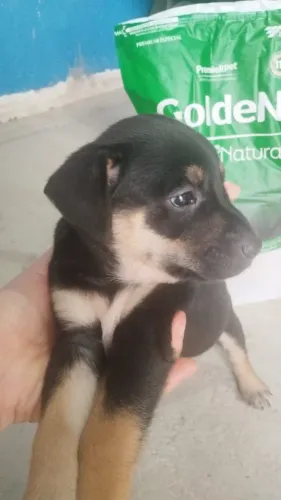 Doação de cachorro