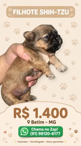 Shitzu fêmea