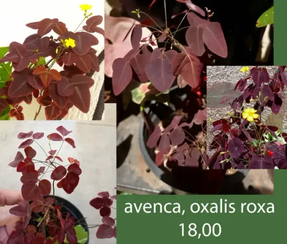 plantas para sua casa