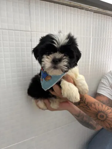 Shih Tzu Super Fofo Esperando Você