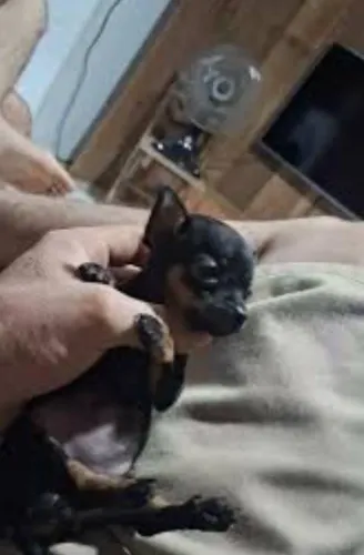 Pinscher fêmea
