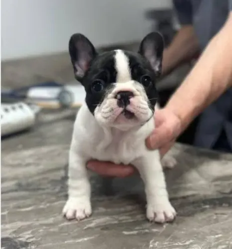 Bulldog Francês Filhotes Bicolores. 